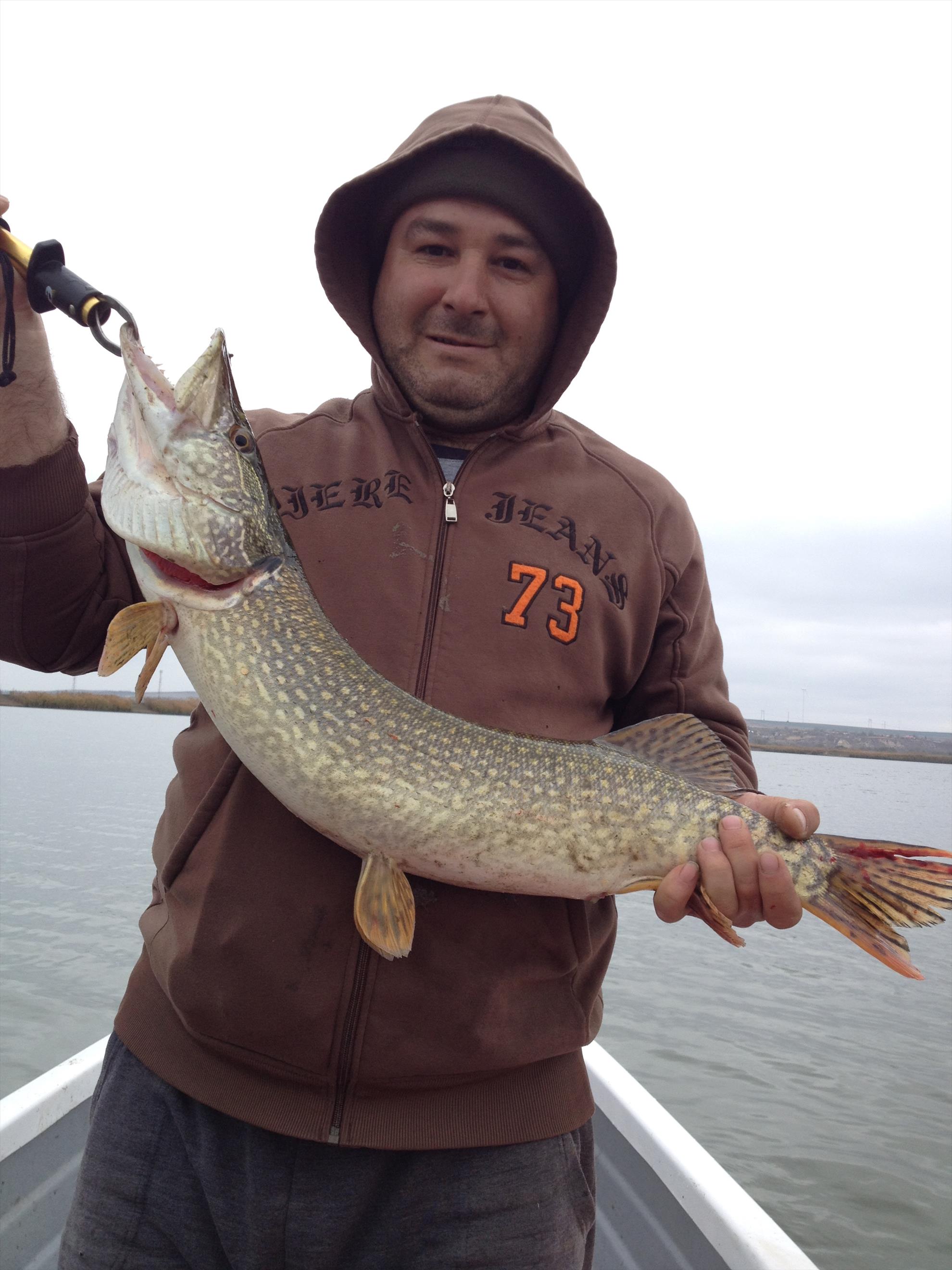 pestisori de aur - img0084.JPG